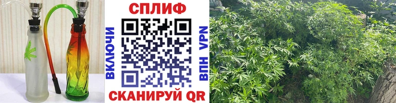 где найти   Алексеевка  Канабис White Widow 